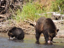 grizzly bear and cub on bear viewing tour with Kynoch Adventures in Bella Coola BC