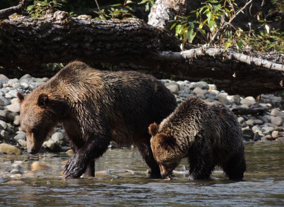 Grizzly Bear tour Kynoch Adventures Bella Coola BC