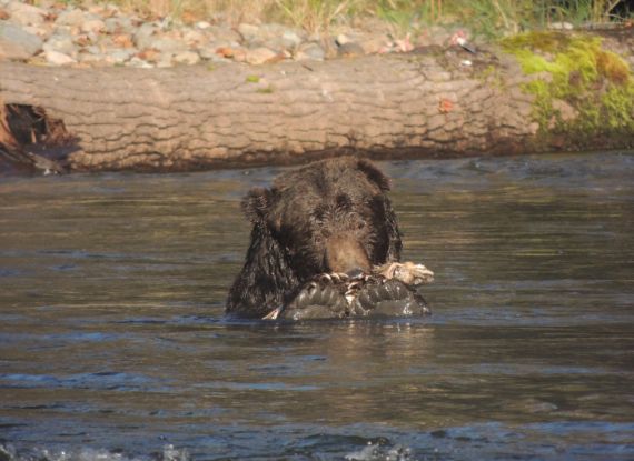 Grizzly bear with salmon Bella Coola Atnako River