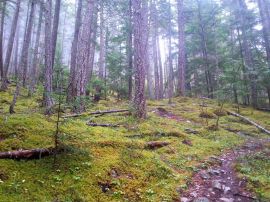 trail running and ultra running trails with Rogues Expeditions  and kynoch adventures in Bella Coola BC Canada
