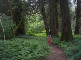 trail running and ultra running trails with Rogues Expeditions and kynoch adventures in Bella Coola BC Canada