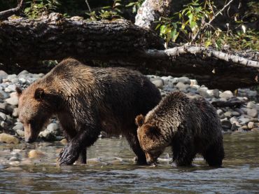 Grizzly Bear Tour with Kynoch Adventures Grizzly bear and cub on Atnarko River