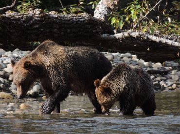 Grizzly bear and cub on Atnarko River