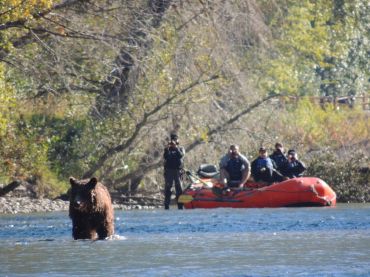 Bear viewing kynoch adventures atnarko river bella coola bc canada